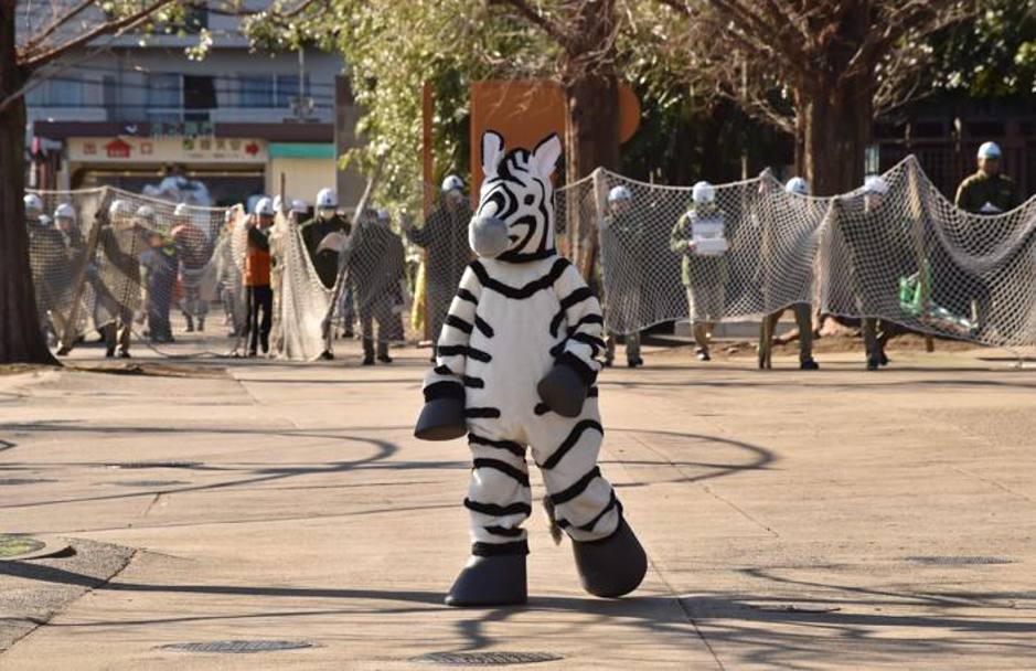 Ha del beffardo questa foto, scattata durante un&#39;esercitazione del 2 febbraio scorso. Mostra degli addetti dello zoo che, impugnando delle reti, cercano di isolare e catturare un collega travestito da zebra che simula la fuga di un animale...